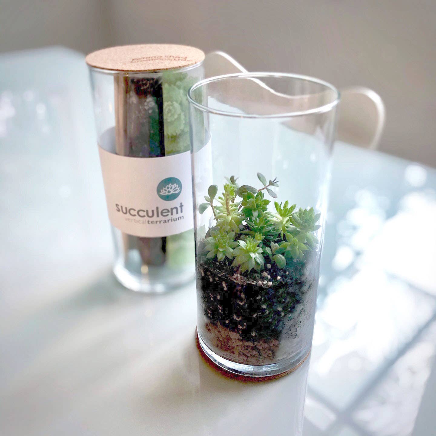 Succulent Terrarium | Gift idea: Vertical Terrarium