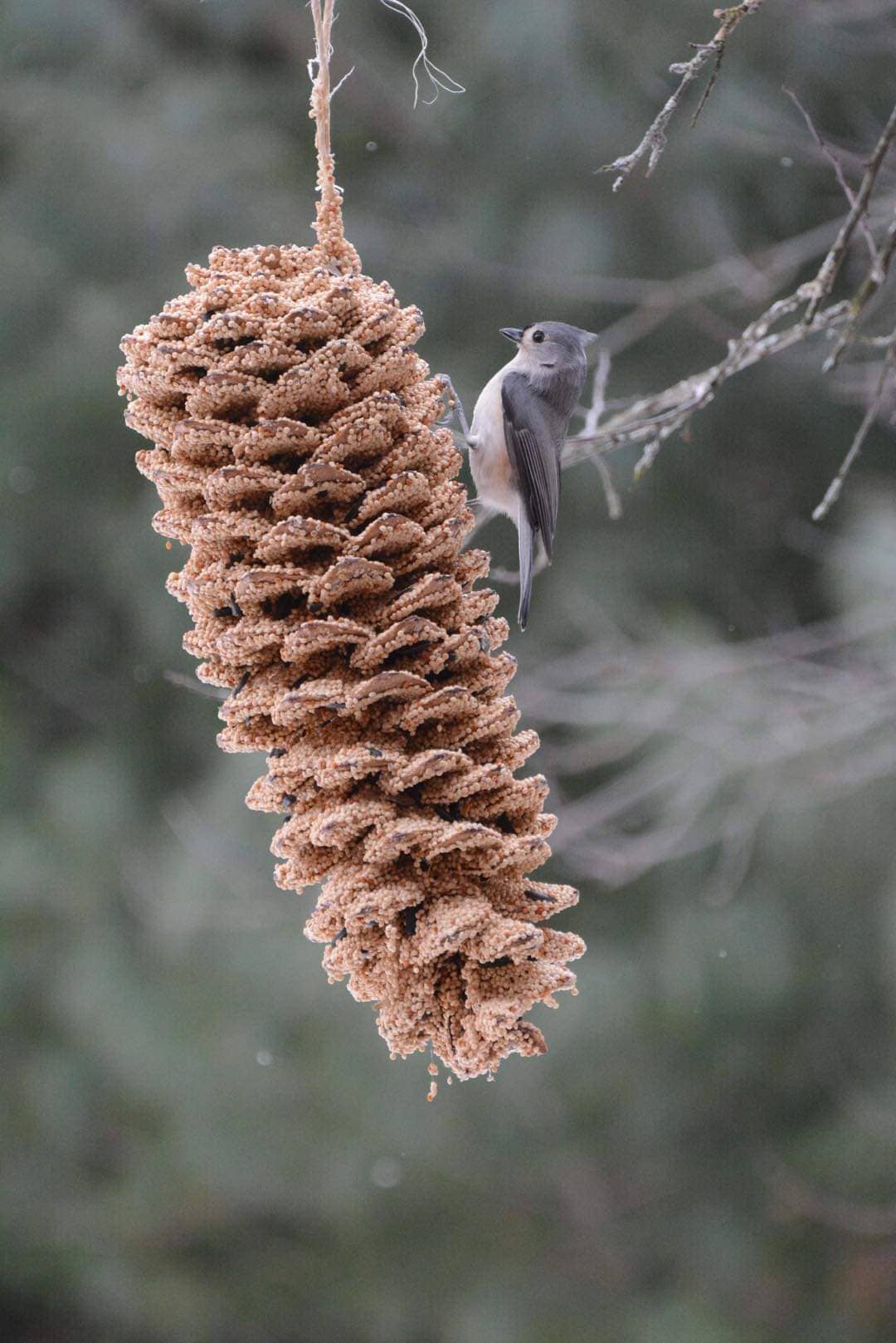 Giant Pine Cone
