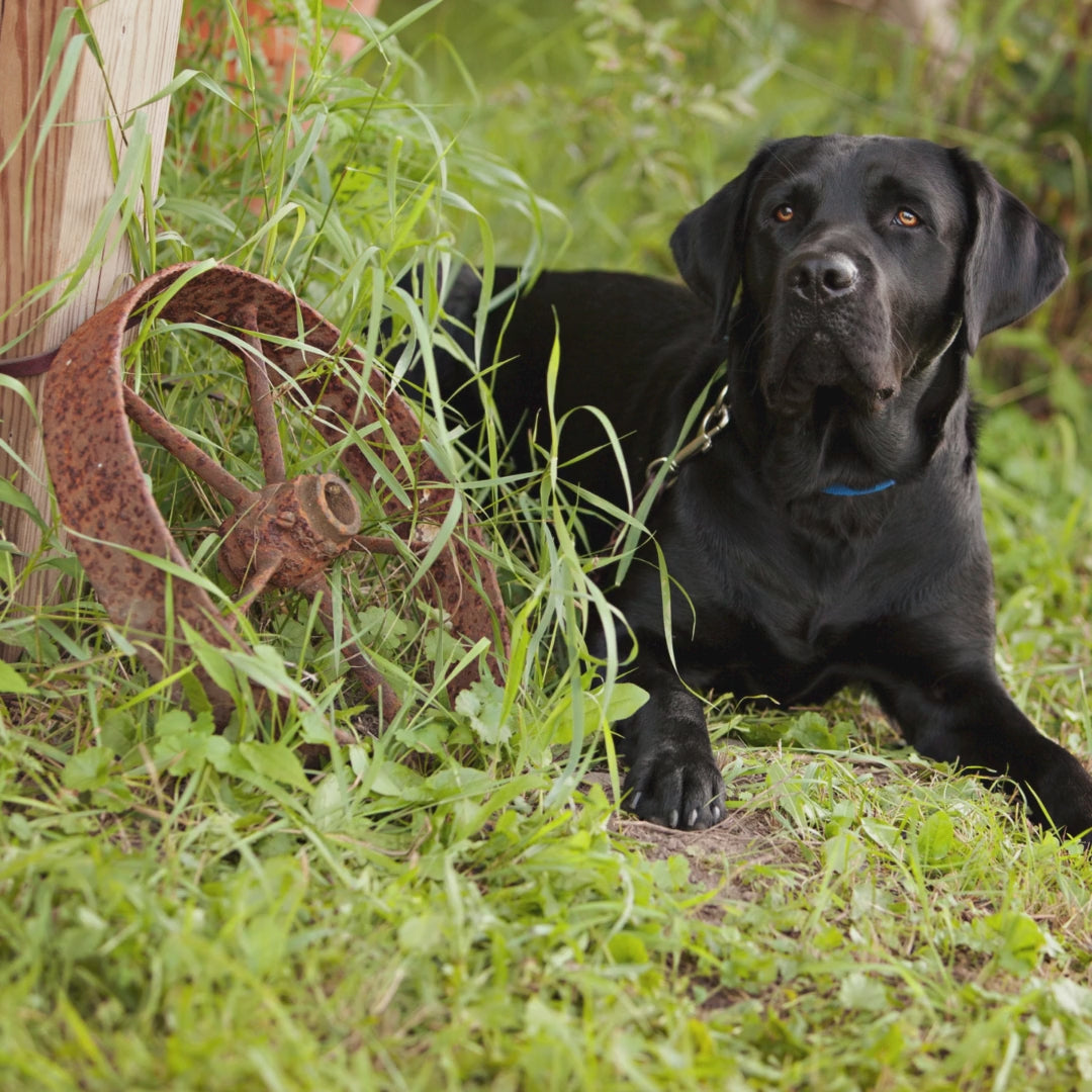 Flea Flee Flea Healthy Dogma Dog Supplement Natural Flea and Tick Repellent