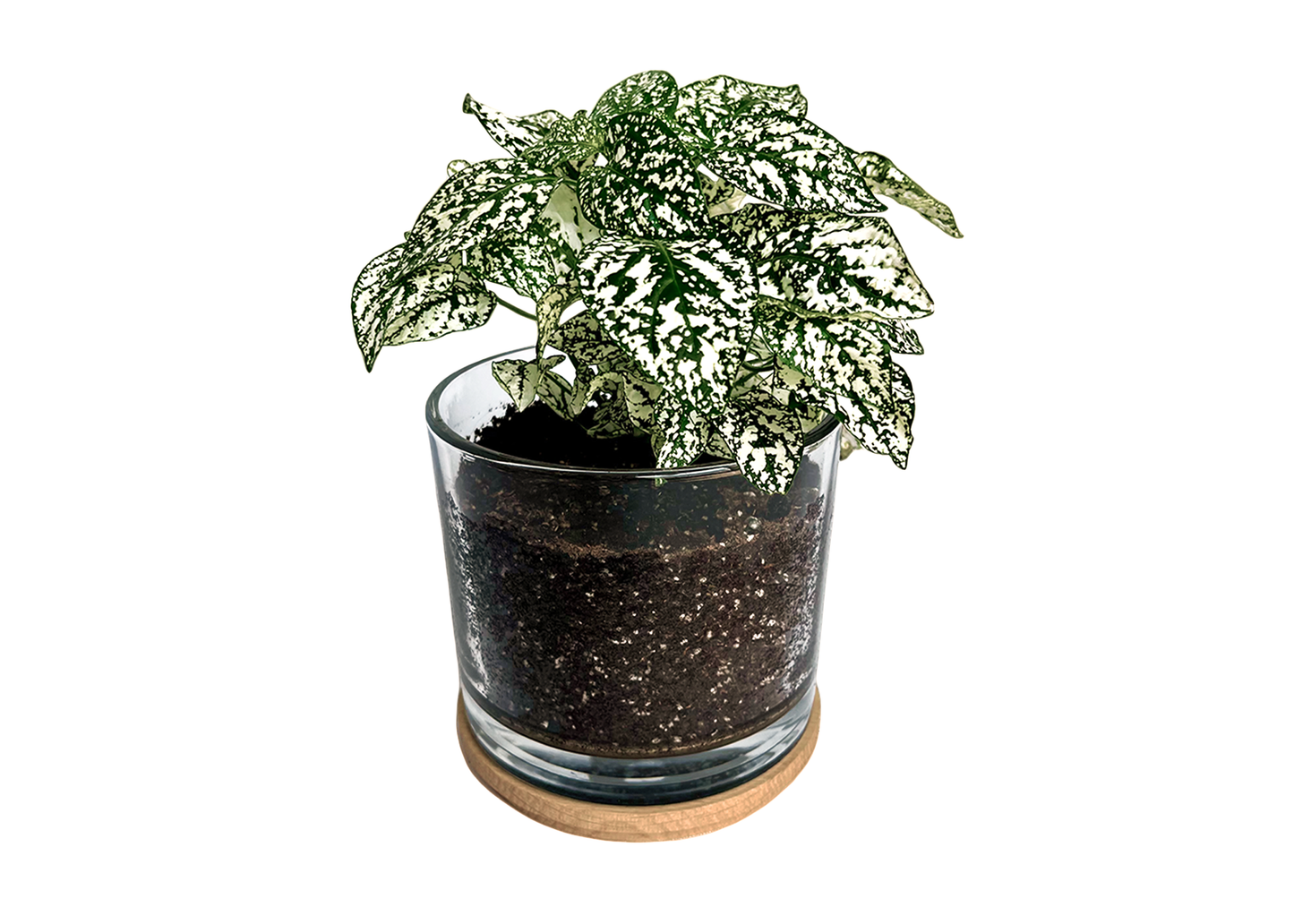 First Snow |Gift idea