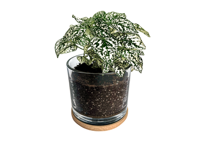 First Snow |Gift idea