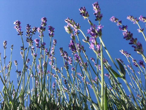 Garden in a Pail | Lavender