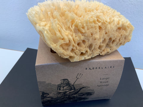 Sea sponge