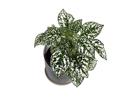 Houseplant Collection | First Snow | Christmas Gift idea