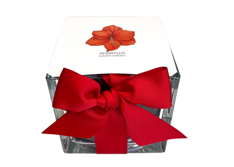 Amaryllis Winter Garden | Christmas Gift idea | Best Seller