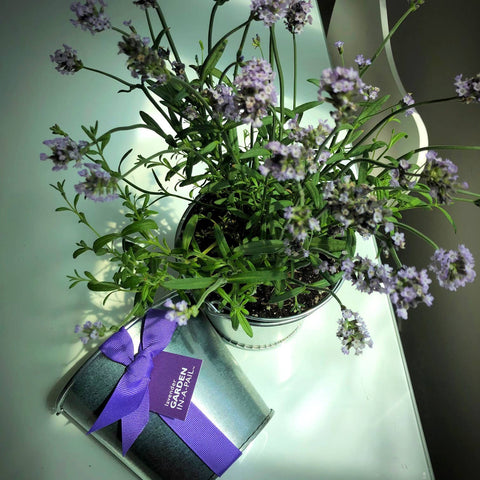 Garden in a Pail | Lavender