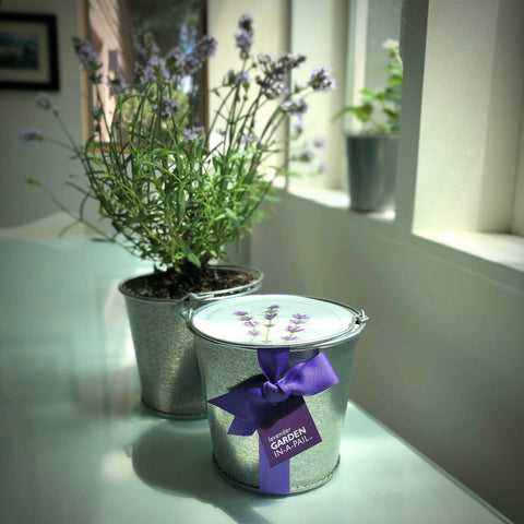 Garden in a Pail | Lavender